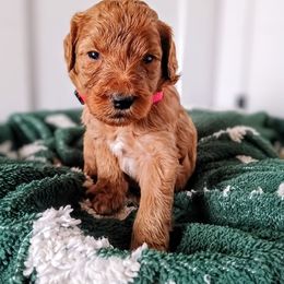 Vixen - Chocolate female Goldendoodle puppy in Ringgold, Georgia from Re Family Doodles