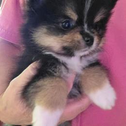 Riviera pup 5 girl 3 - Black and tan female Pomeranian puppy in Carrollton, Georgia from B AND R'S POMERANIAN'S