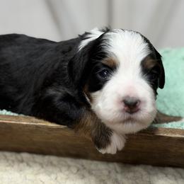 Opal - Tri-color female Bernedoodle puppy in Henry, Illinois from Rowe Farms Doodles