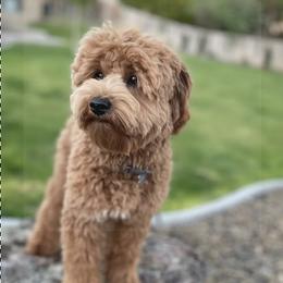 Goose - Goldendoodle