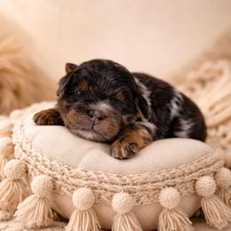 Whiskey - Blue merle male Bernedoodle puppy in Carlotta, California from Lost Coast Bernese Mountain Dogs