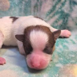 Vixen - White female Companion Cross puppy in Davenport, Washington from Lovely Ladies and Little Asses Miniature Equines (L3A Pomeranians & Papillons)
