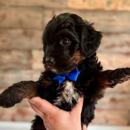 Thanos - Tri-color male Bernedoodle puppy in Munster, Indiana from Miranda’s Sunshine Poodles and Doodles