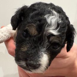 Peppermint - Black and white male Companion Cross puppy in Albany, New York from CocoPuff Breeders