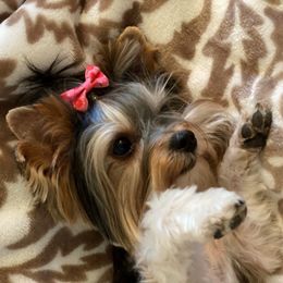 Hattie Jane - Yorkshire Terrier