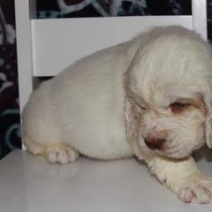 Clumber Spaniel and Irish Red and White Setter Puppies from NyaStar & Chequamegon