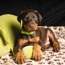 Gunner - Red and rust male Doberman Pinscher puppy in Overton, Texas from Obsidian Kennel