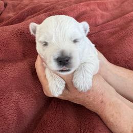 Daisy - White female West Highland White Terrier puppy in Roper, North Carolina from SoundHaven Westies
