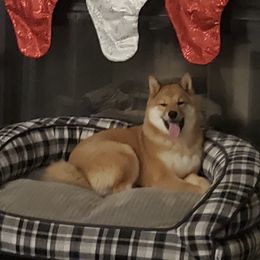 Katy - Shiba Inu