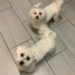 Morkies from Loveable Litters