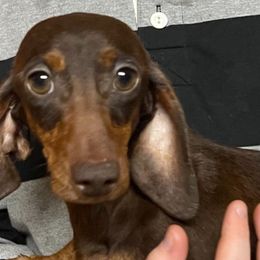 Reeses - Dachshund
