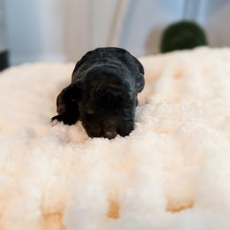 Woodstock - Black male Poodle puppy in Graham, North Carolina from Cyndi’s Poodles