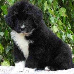 Crumpet - Black female Newfoundland puppy in Dalton, Ohio from Newfforu
