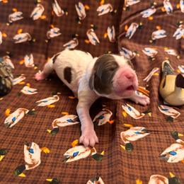 Wigeon - Liver white and tan female English Springer Spaniel puppy in Braidwood, Illinois from A & R Springers