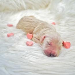 Gaia - Cream female Goldendoodle puppy in Portsmouth, Virginia from Hopping Howlers Ranch