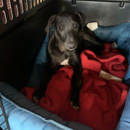 Whippet Puppies from Jody Eller's Whippets