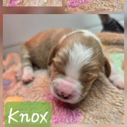 Knox - Red  male Goldendoodle puppy in Palestine, Texas from KK's Doodle Bunch