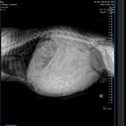 French Bulldog Puppies from Candice Thaggard