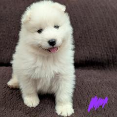AKC Girl 'Tofu' - White female Samoyed puppy in Tombstone, Arizona from High Lonesome