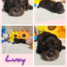 2500..lucy - Black and tan female Dachshund puppy in Winter Haven, Florida from Gateway 2 Little Paws