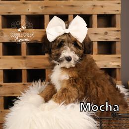 Mocha - Tri-color female Bernedoodle puppy in Heyworth, Illinois from Cobble Creek Puppies