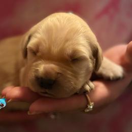 Girl 3 - Golden female Golden Retriever puppy in Clay Center, Nebraska from Storm Chasers- Golden Retrievers & Basset Hounds