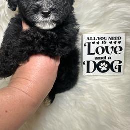 Max - Tri-color male Yorkipoo puppy in Apple Valley, California from Boujeepups