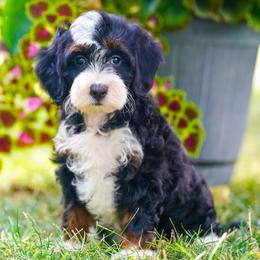Oregon - Tri-color female Bernedoodle puppy in Dundee, Ohio from Down Home Doodle
