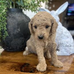 Midas - Cream male Goldendoodle puppy in Rienzi, Mississippi from Saddle Hill Farms