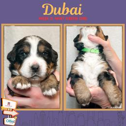 Dubai (Mint Green) - Black rust and white female Bernese Mountain Dog puppy in Boiling Springs, South Carolina from OlliePups, LLC