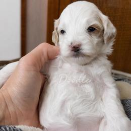 Pumpkin - Parti female Goldendoodle puppy in Gilbert, Arizona from Doodle Bliss