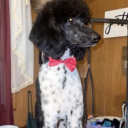 Goldendoodles and Poodles from Fairytail Doodles and poodles