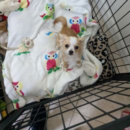 Chihuahua Puppies from Pampered Chihuahuas