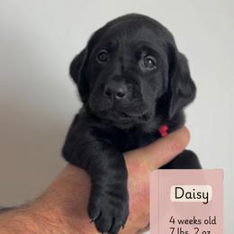 Daisy - Black female Labrador Retriever puppy in Lonsdale, Minnesota from Cedar Ridge Labradors