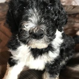 Bernedoodle Puppies from Montanas Mountain Bernedoodles