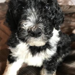 Bernedoodle Puppies from Montanas Mountain Bernedoodles