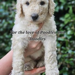 Goldendoodle, Old English Sheepdog, Poodle, Schnoodle, and Sheepadoodle Puppies from For the LOVE of Poodles and Doodles