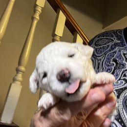 Purple - White female Bichon Frise puppy in Wilmington, North Carolina from Cape Fear Bichons