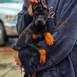 Leia - Black and rust female Doberman Pinscher puppy in China Township, Michigan from Snell's Superior Kennel Dobermann & GSP
