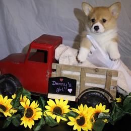 Danny's girl - Sable female Pembroke Welsh Corgi puppy in Purcellville, Virginia from Rhone River Farm Pembroke Welsh Corgis