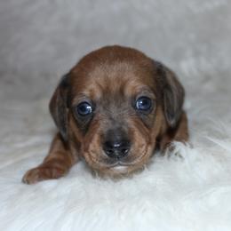 Red sable - Sable male Dachshund puppy in Lily, Kentucky from Little Acres Miniature Dachshunds
