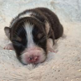 Girl 3 - Black tri-color female Australian Shepherd puppy in Leavenworth, Kansas from Silverbrook Australian Shepherds