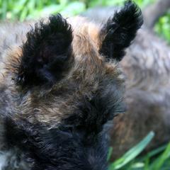 Belgian Laekenois Puppies from Chiens de Rafale