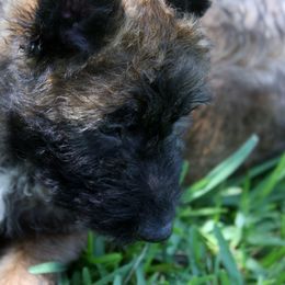 Belgian Laekenois Puppies from Chiens de Rafale