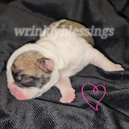 Girl 2 - Red brindle and white Bulldog puppy in Granville, Iowa from Wrinkly Blessings English Bulldogs