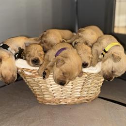 Girl 2 - Golden female Golden Retriever puppy in Albany, Georgia from Sassafras Goldens
