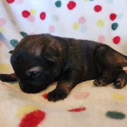 Neo - Sable male German Shepherd puppy in Los Lunas, New Mexico from Mali's German Shepherds