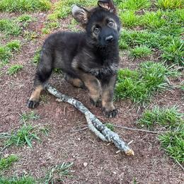 German Shepherd All Grown Up from Z Tykev Vino LLC