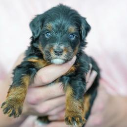 Charles - Tri-color male Bernedoodle puppy in Dundee, Ohio from Down Home Doodle
