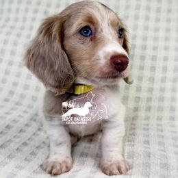 Daphne Isabella AKC - Fawn (isabella) and tan female Dachshund puppy in South Easton, Massachusetts from Depot Dachsies